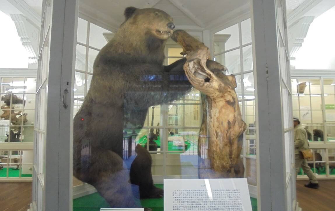 札幌で熊